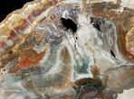 Top Quality Madagascar Petrified Wood Slab - #12654-1